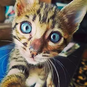Name Bengal Cat Irie