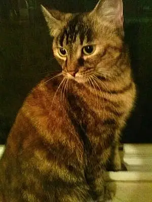 Name American Shorthair Cat Jamie