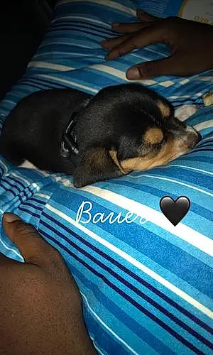 Name Dog Bauer