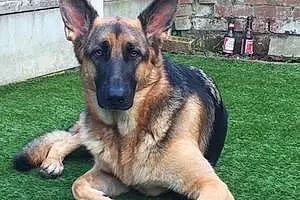 Name German Shepherd Dog Keeva