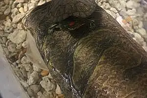 Name Turtle / Tortoise Joseph