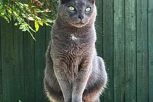 Name Russian Blue Cat Clarence