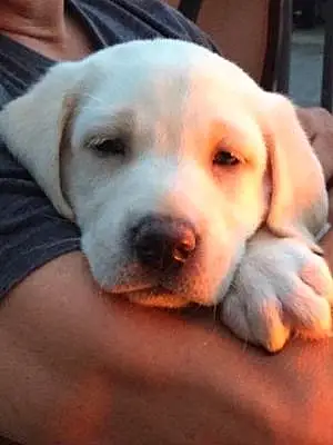 Name Dog Hemingway