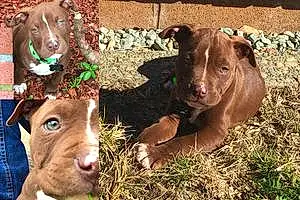 Name American Staffordshire Terrier Dog Cappuccino