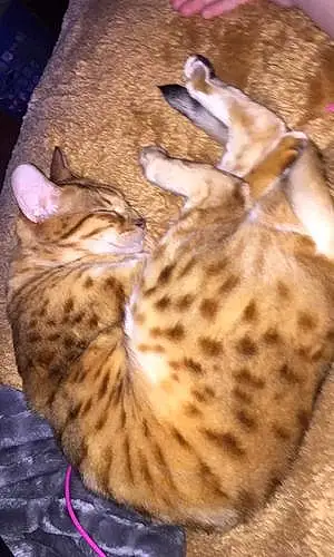 Name Bengal Cat Cheetah
