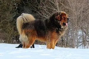 Name Tibetan Mastiff Dog Jericho