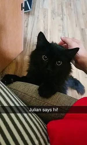 Name Cat Julian