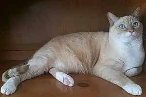 Name Siamese Cat Aiden
