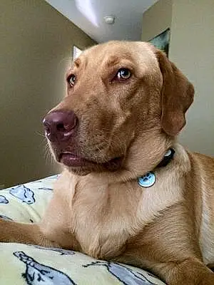 Name Labrador Retriever Dog Hawkeye