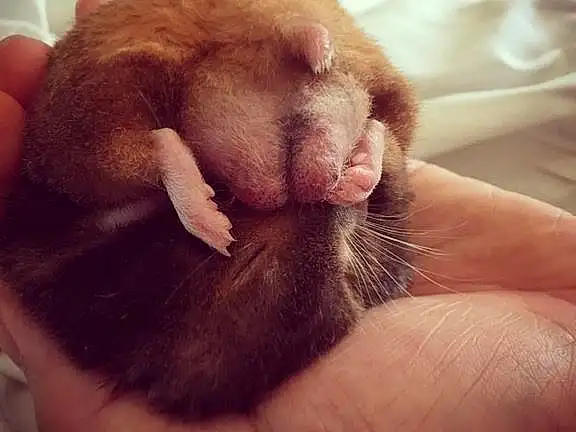 Skin, Whiskers, Ear, Snout, Furry friends, Mouth, Paw, Finger, Hamster, Cat