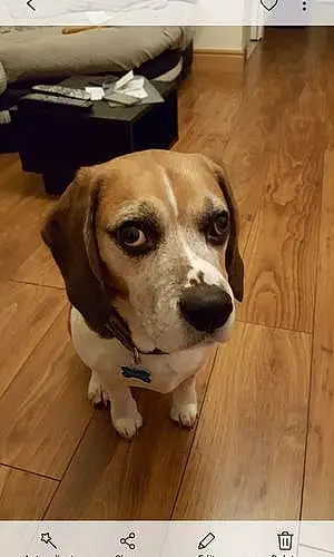 Name Beagle Dog Jenson