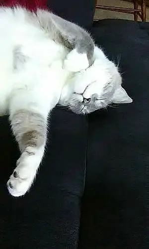 Name Snowshoe Cat Elton