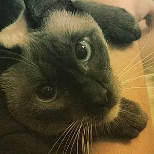 Name Siamese Cat Chilli