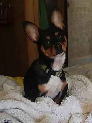 Name Chihuahua Dog Chachi