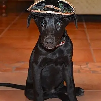 Peso The Rescue Pup From Mexico