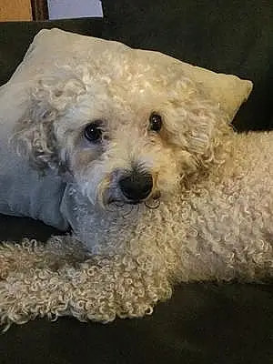 Name Poodle Dog Clarence