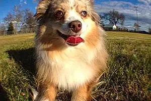Name Australian Silky Terrier Dog Cal
