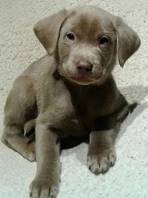 Name Labrador Retriever Dog Bonzo