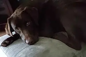 Name Labrador Retriever Dog Dixon