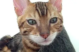 Name Bengal Cat Andre