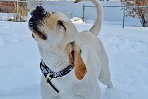 Name Labrador Retriever Dog Irie