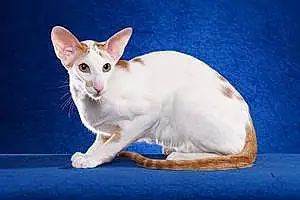 Name Oriental Cat Ferguson