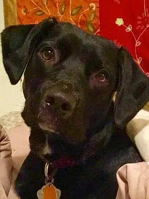 Name Labrador Retriever Dog Dobbie