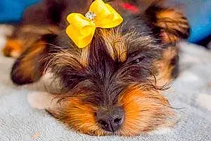 Name Yorkshire Terrier Dog Coffee