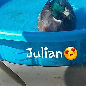 Julian The Duck