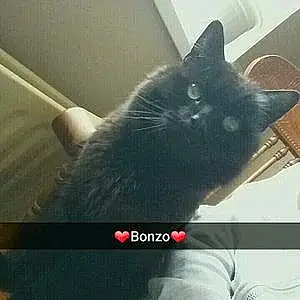 Name Cat Bonzo