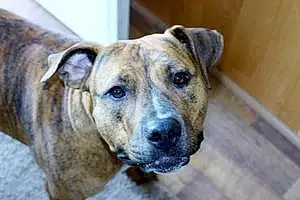 Name Pitt Bull Terrier Dog Keeva