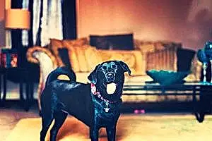 Name Labrador Retriever Dog Kami