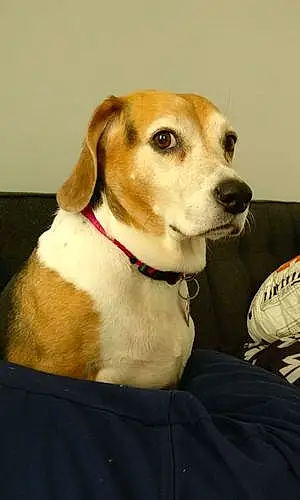 Name Beagle Dog Baily