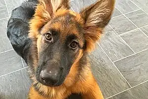 Name German Shepherd Dog Kleo