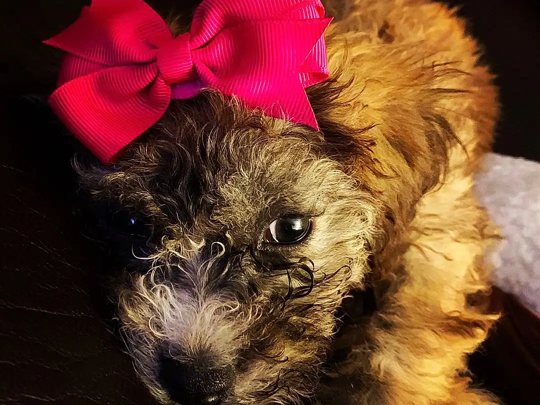 Dog, Dog breed, Puppy, Schnoodle, Morkie, Snout, Furry friends, Havanese, Companion dog, Puppy love, Poodle Crossbreed, Cockapoo, Cavapoo, Bolonka, Whiskers, Cairn Terrier, Poodle, Miniature Poodle