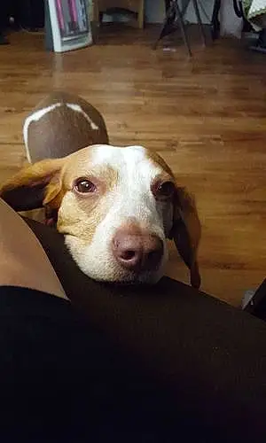 Name Beagle Dog Briar