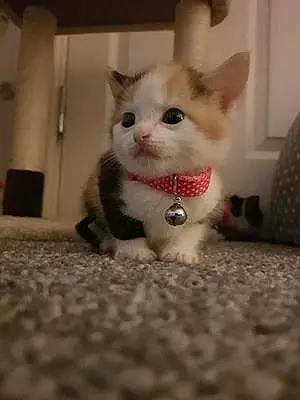 Name British Shorthair Cat Fleur
