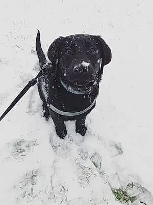 Name Labrador Retriever Dog Daenerys
