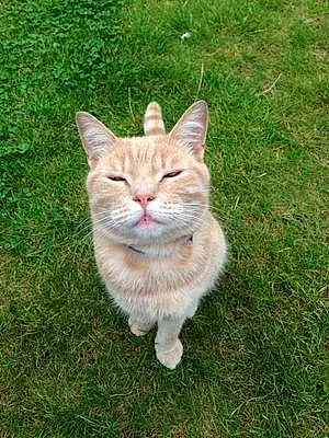 Name British Shorthair Cat Ambrose