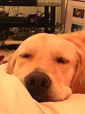 Name Golden Retriever Dog Archibald