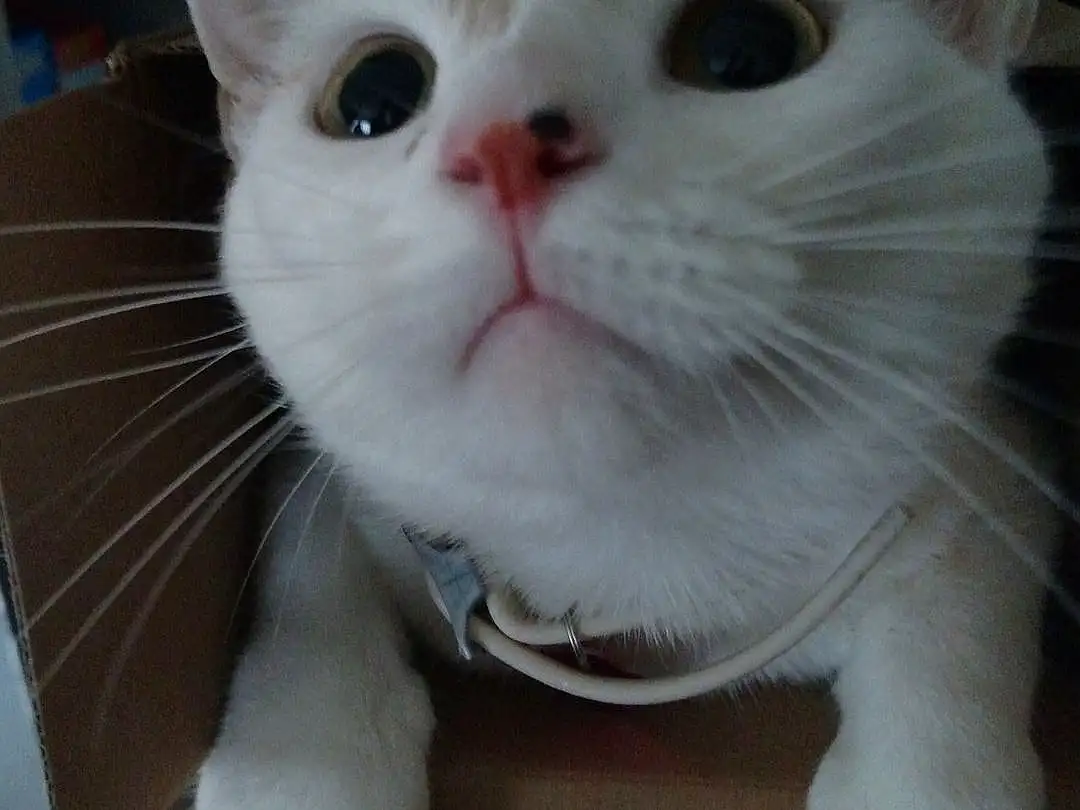 Cat, White, Whiskers, Domestic short-haired cat, Turkish Angora, Kitten, Khao Manee
