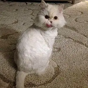 Name Persian Cat Adeline