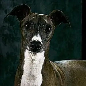 Name Greyhound Dog Isaac