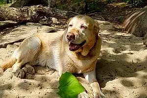Name Labrador Retriever Dog Josey