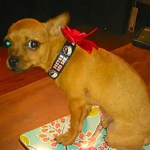 Name Chihuahua Dog Franny