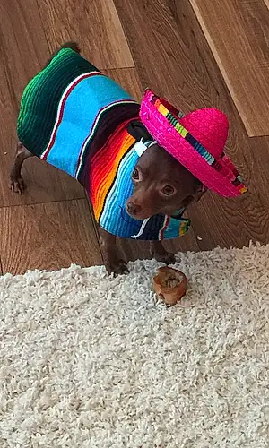 Name Chihuahua Dog Julio