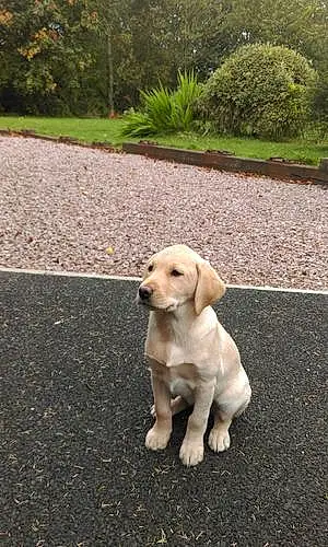 Name Labrador Retriever Dog Banshee