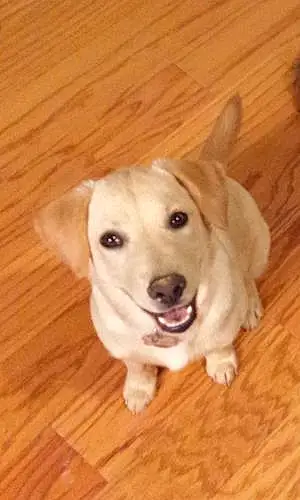 Name Labrador Retriever Dog Hanna