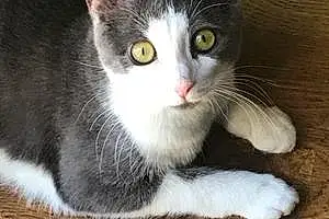 Name American Shorthair Cat Aston