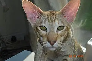 Name Siamese Cat Jasmin